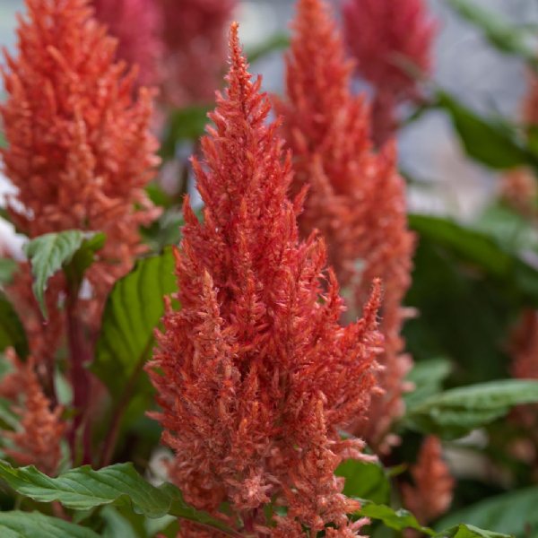 Century Salmon Pink Celosia Seed