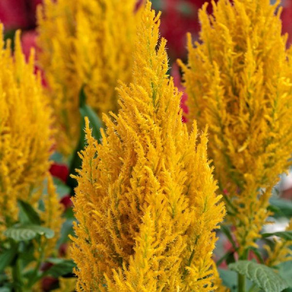 Century Yellow Celosia Seed