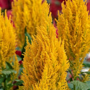 Century Yellow Celosia Seed