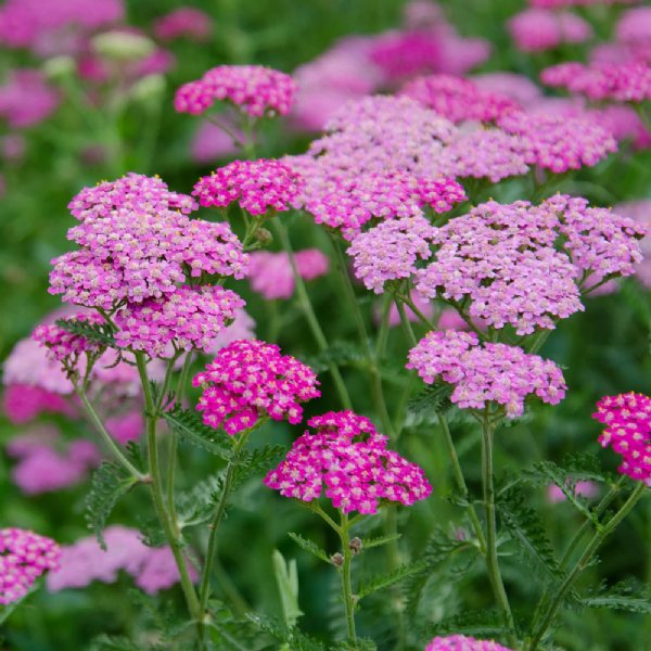 Cerise Queen Achillea Seed