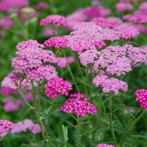 Cerise Queen Achillea Seed