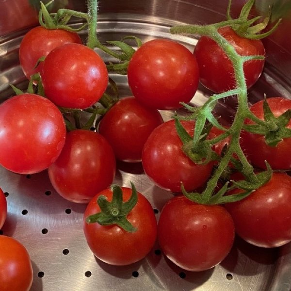 Chadwick's Cherry Tomato Seeds