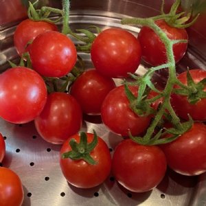 Chadwick's Cherry Tomato Seeds