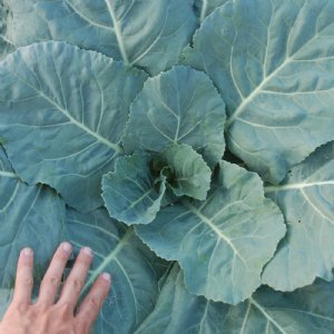 Champion Collard Seed