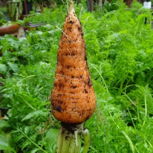 Chantenay Red Core Carrot Seed