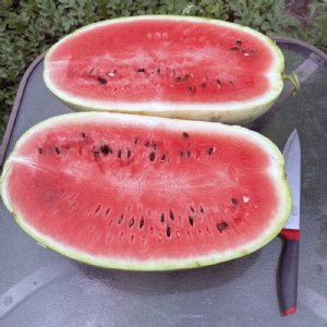 Charleston Grey Watermelon Seed