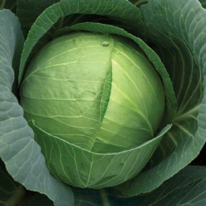 Charmont Cabbage Seed