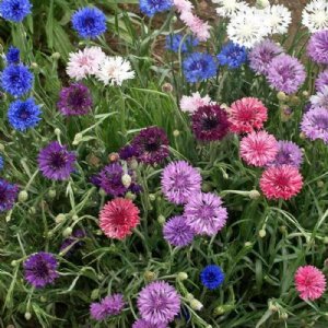 Centaurea Polka Dot Mix Seed