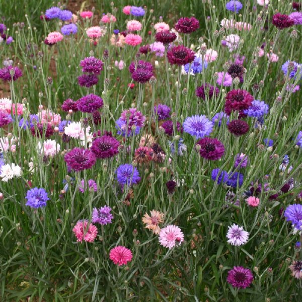 Centaurea Tall Mix Seed