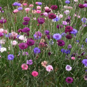 Centaurea Tall Mix Seed