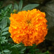 Marigold Seeds