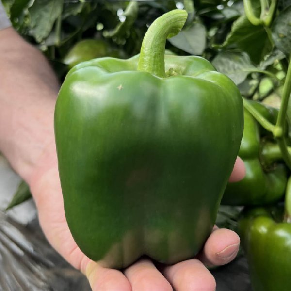 Cherokee Pepper Seed