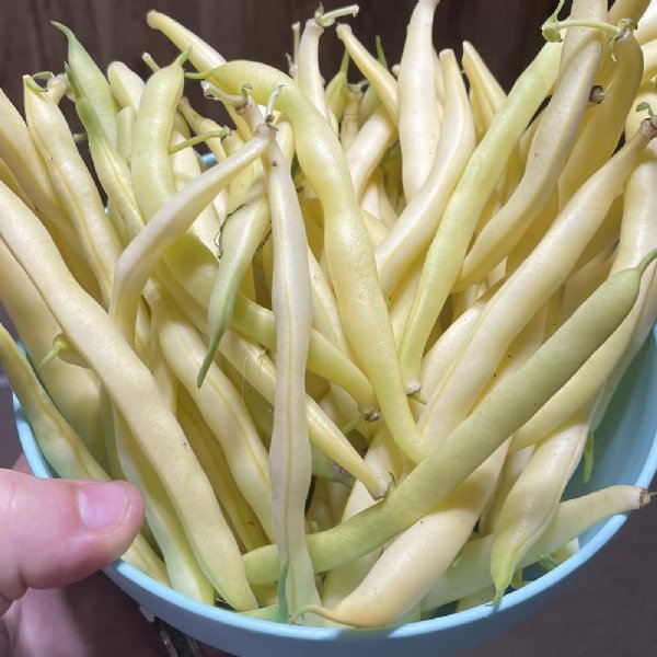 Cherokee Wax Bean Seed