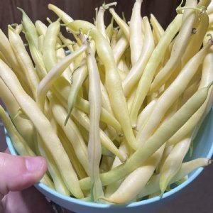 Cherokee Wax Bean Seed