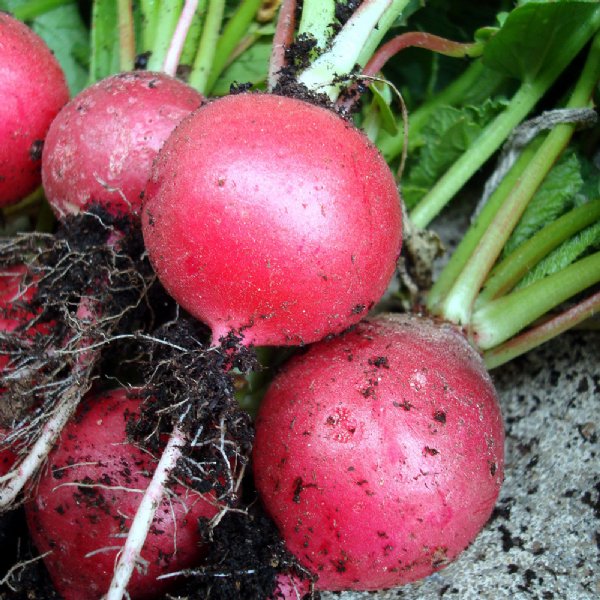 Cherriette Radish Seed