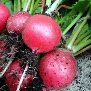 Cherriette Radish Seed