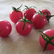 Cherry / Grape Tomato Seeds