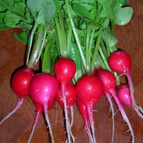 Cherry Belle Radish Seed