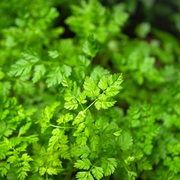 Chervil Curled Seed