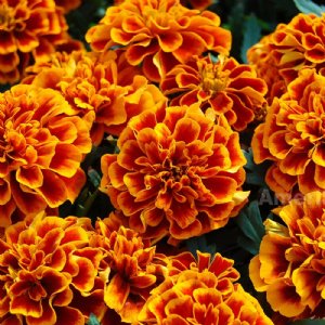 Chica Flame Marigold Seed