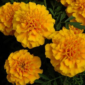 Chica Gold Marigold Seed