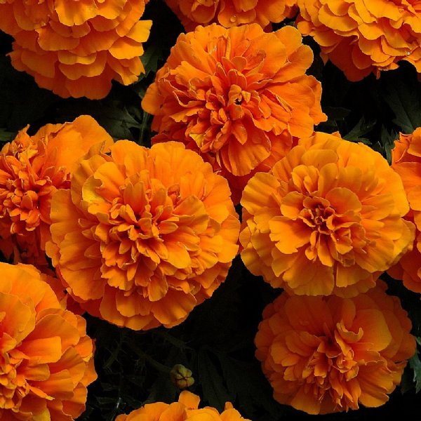 Chica Orange Marigold Seed