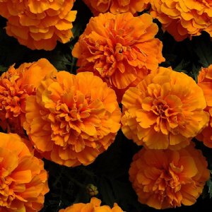 Chica Orange Marigold Seed