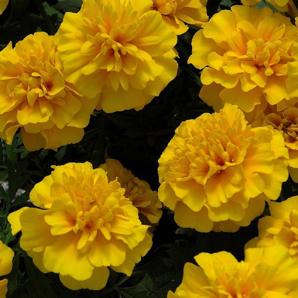 Chica Yellow Marigold Seed