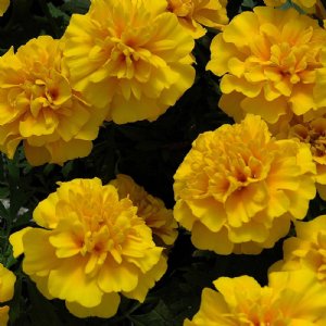 Chica Yellow Marigold Seed