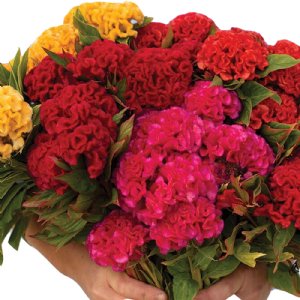 Chief Mix Celosia Seed 