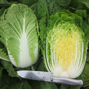 China Coast Cabbage Seed