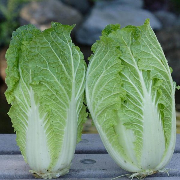 China Express Cabbage Seed