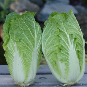 China Express Cabbage Seed