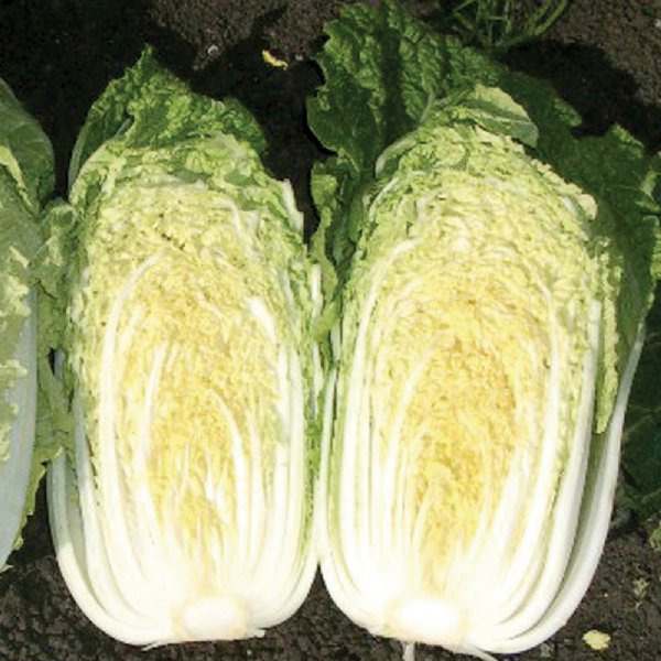 China Gold Cabbage Seed