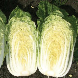 China Gold Cabbage Seed