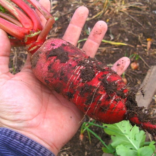 China Rose Radish Seed