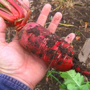 China Rose Radish Seed