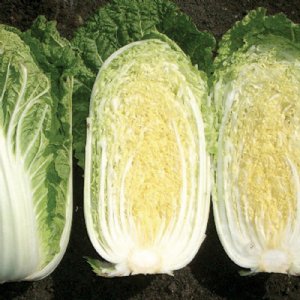 China Star Cabbage Seed