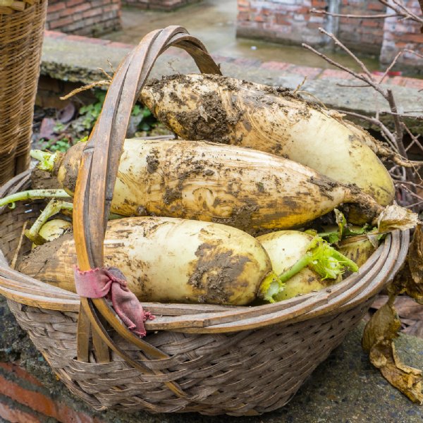 China White Radish Seed