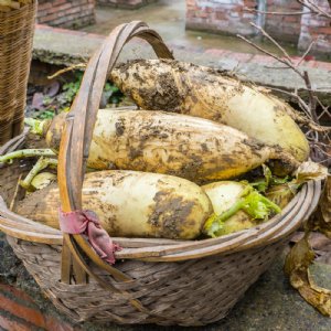 China White Radish Seed