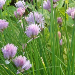 Chives Common Seed