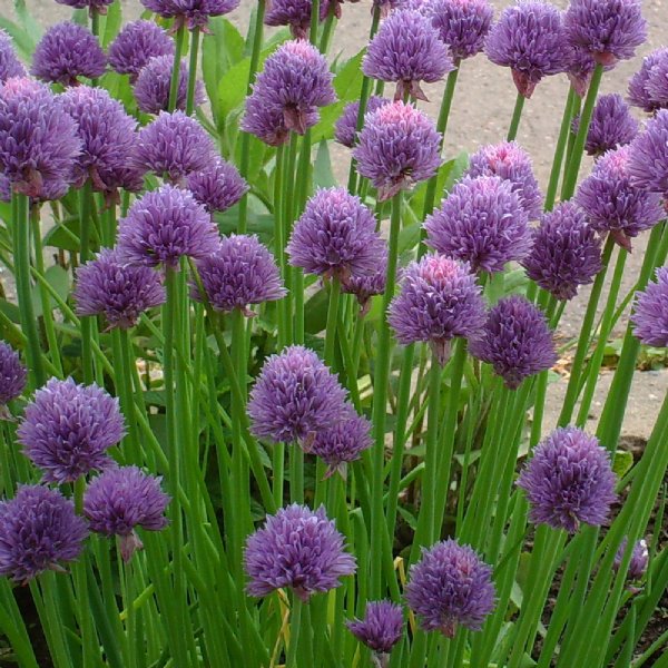 Chives Garlic Seed