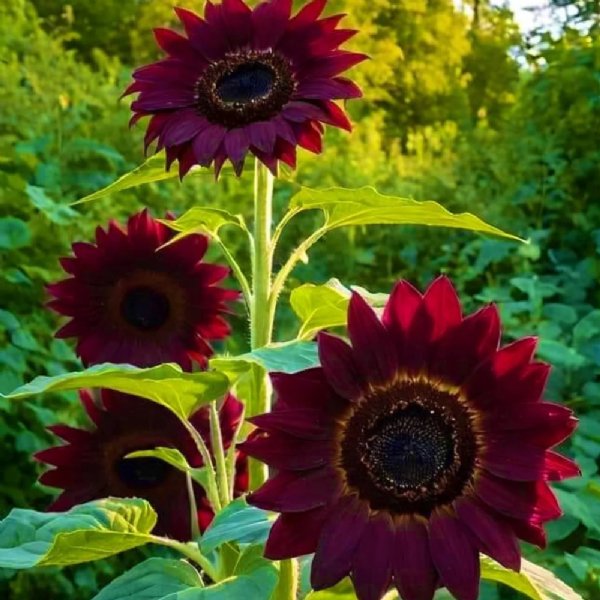 Chocolate Cherry Sunflower Seeds