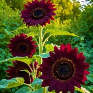 Chocolate Cherry Sunflower Seeds