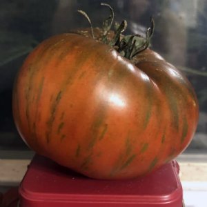 Chocolate Stripes Tomato Seeds