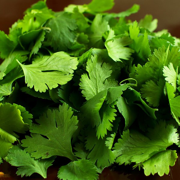 Cilantro Coriander Seed