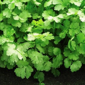 Cilantro Santo Seed