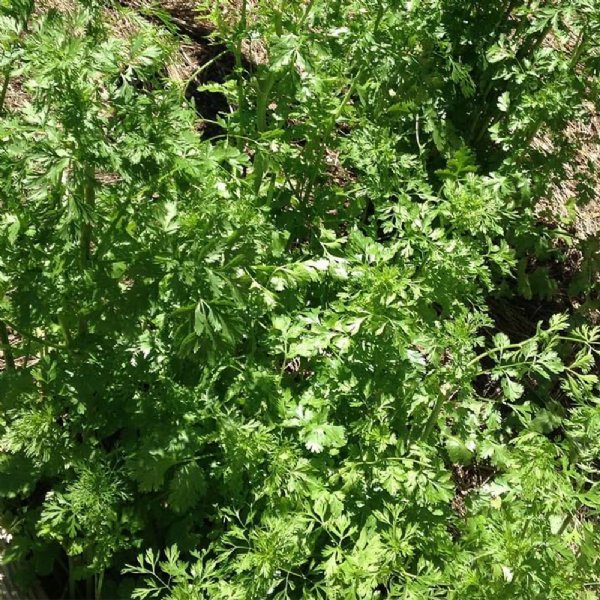 Cilantro Slow Bolt Seed