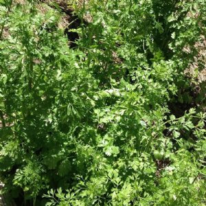 Cilantro Slow Bolt Seed