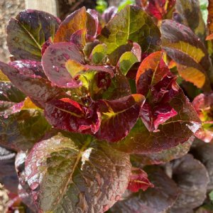 Cimarron Lettuce Seed